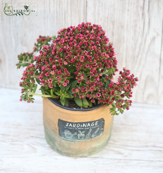 Blumenlieferung nach Budapest - rosafarbige Sedum in Töpfe 