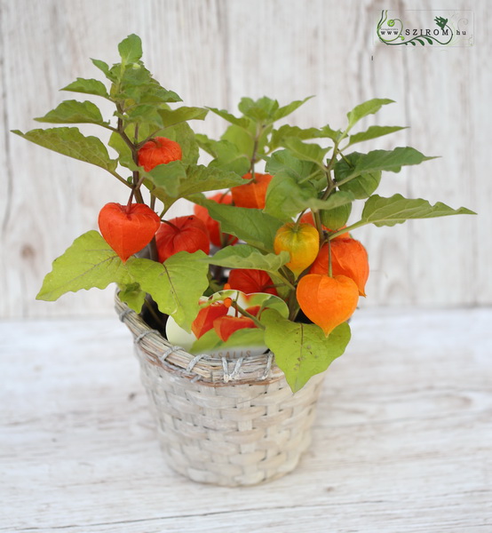 flower delivery Budapest - Physalis in pot