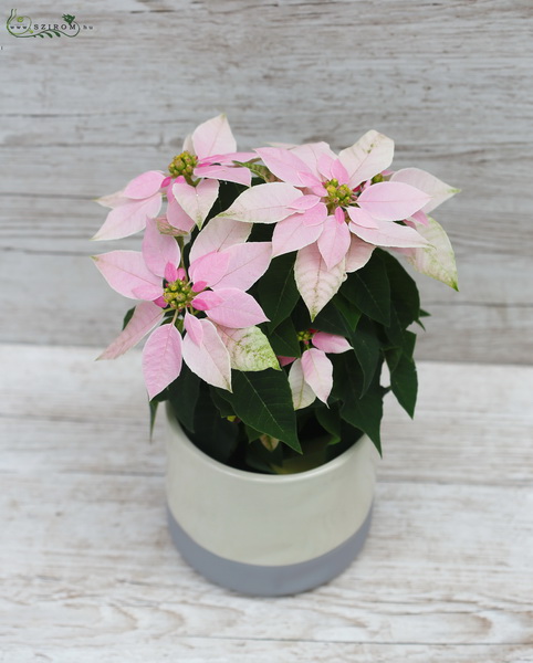 flower delivery Budapest - Euphorbia pulcherrima pink in pot