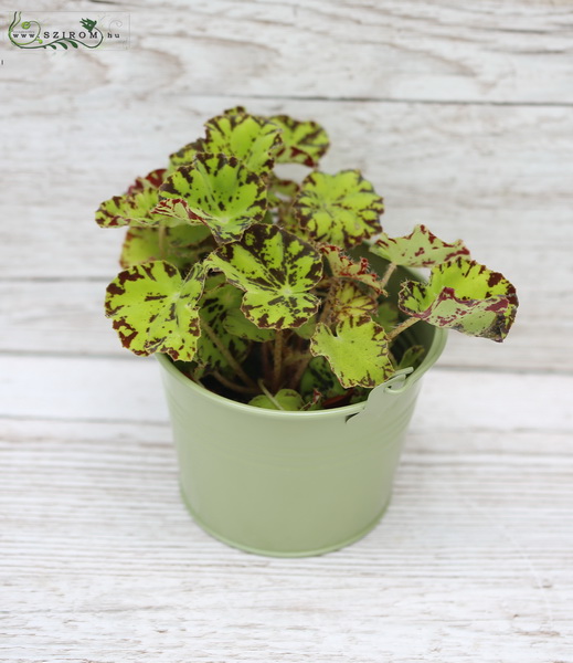 Blumenlieferung nach Budapest - Mini begonia im Topf