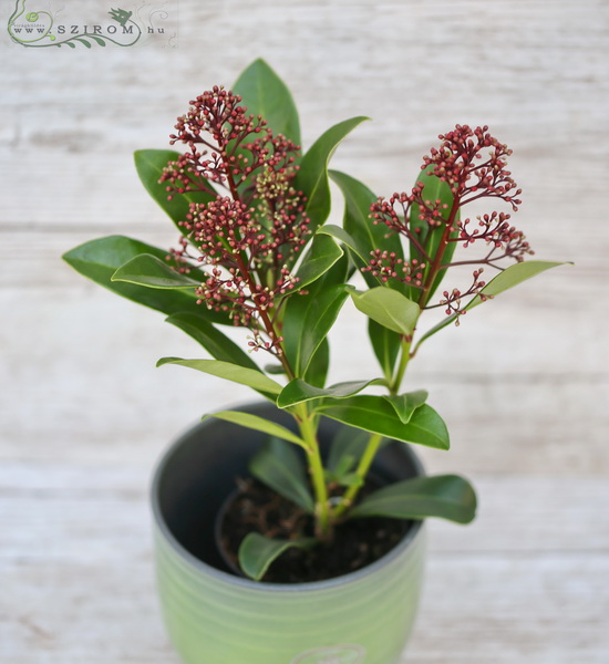 Virágküldés Budapest - Skimmia kaspóval (kültéri)