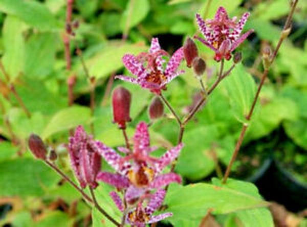 Blumenlieferung nach Budapest - Trícyrtis Formosana  Pflanze für den Garten