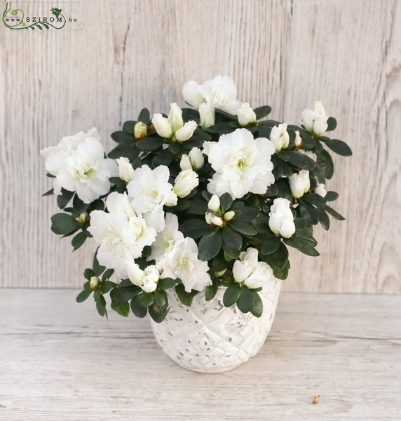 flower delivery Budapest - White azalea in pot