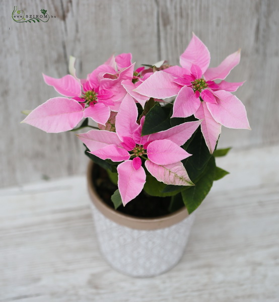 flower delivery Budapest - Pink Princessita Euphorbia in cheramic pot