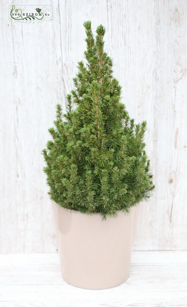 Blumenlieferung nach Budapest - Picea Glauca 70cm im Topf