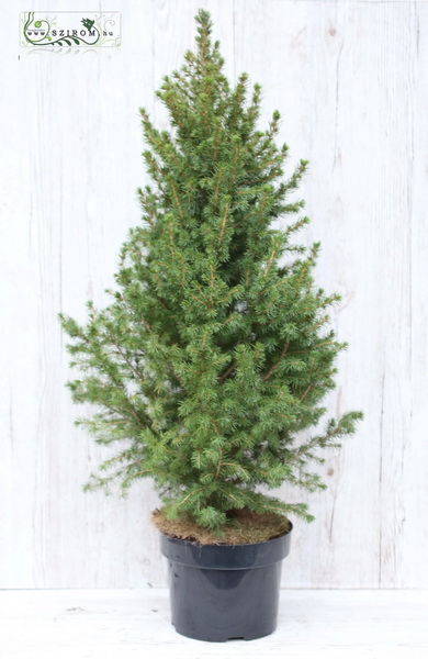 flower delivery Budapest - Picea Glauca 100cm