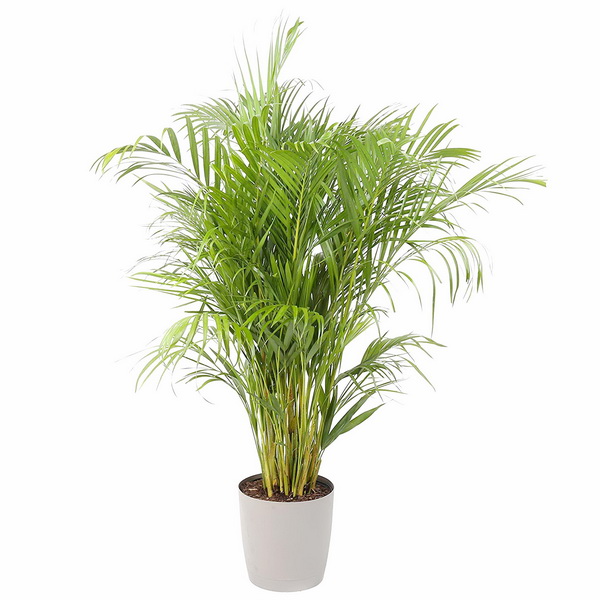 Virágküldés Budapest - Areca lutescens (aranypálma) (cs:27cm, m:150-170 cm)