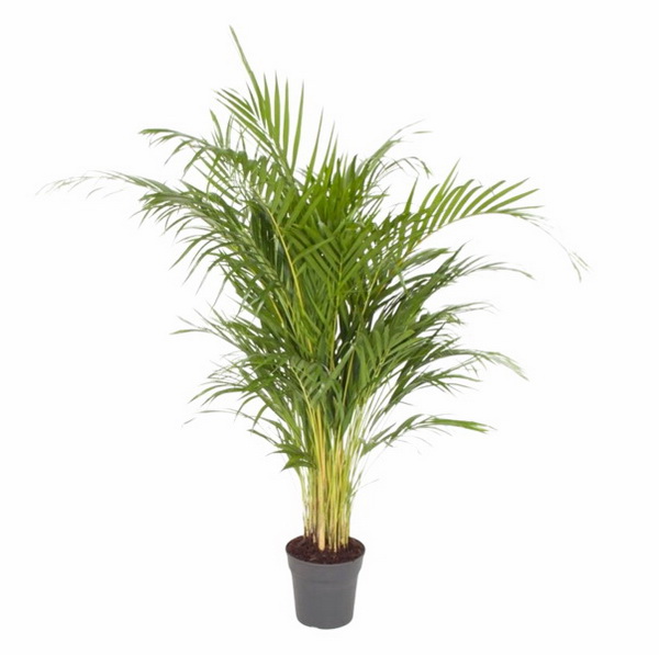 Blumenlieferung nach Budapest - Areca lutescens (T:21cm, H:120)