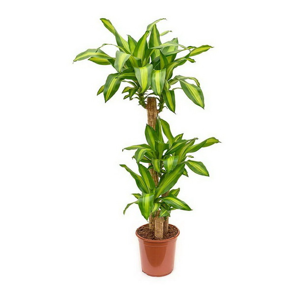 Virágküldés Budapest - Dracaena fragrans Massangeana 3 törzsű (illatos sárkányfa) (cs:24cm, m:150-170cm)