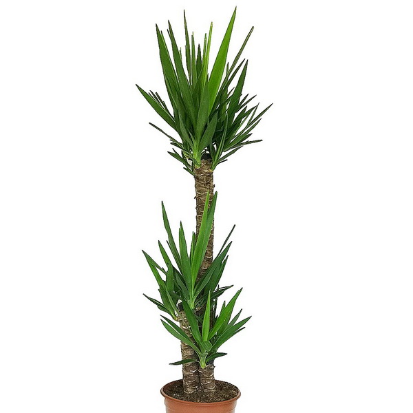 flower delivery Budapest - Yucca elephantipes 3 stems (cs:24cm, m:130cm)