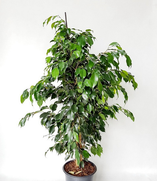 Virágküldés Budapest - Ficus benjamina Danielle (kislevelű fíkusz) (cs:27cm, m:140cm)