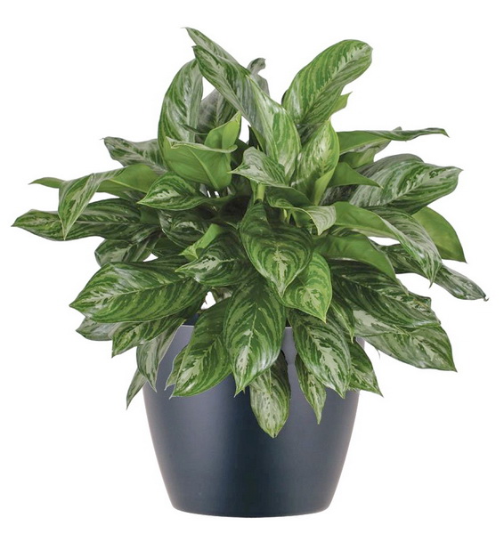 Virágküldés Budapest - Aglaonema (rákvirág) (cs:27cm, m:75cm)