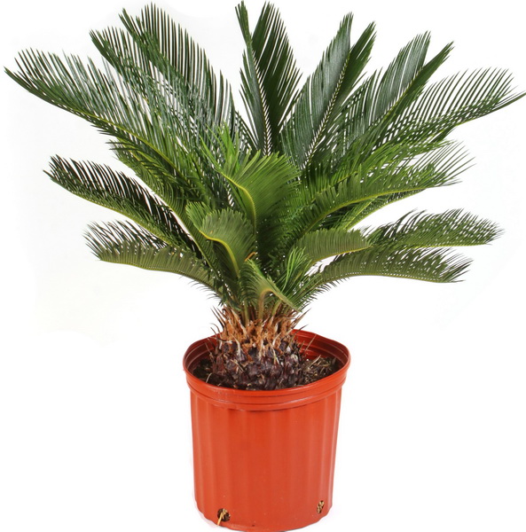 Blumenlieferung nach Budapest - Cycas revoluta (T:21cm, H:90cm)