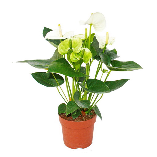 Virágküldés Budapest - Anthurium andreanum (flamingóvirág) (cs:17cm, m:70cm)