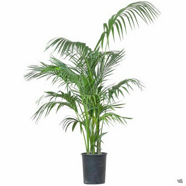 Virágküldés Budapest - Howea forsteriana (kenciapálma) (cs:24cm, m:150cm)