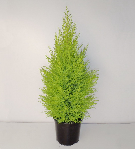 Blumenlieferung nach Budapest - Cupressus macrocarpa (T:17cm, H:90cm)