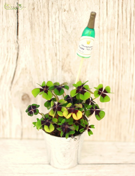 flower delivery Budapest - Good luck bringer mini oxypetalum in pot, with mini champagne decor