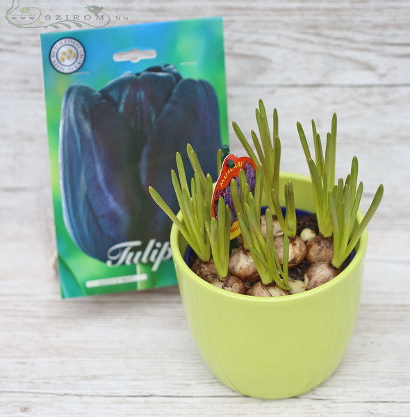 flower delivery Budapest - muscari in pot with tulip bulbs (20cm)