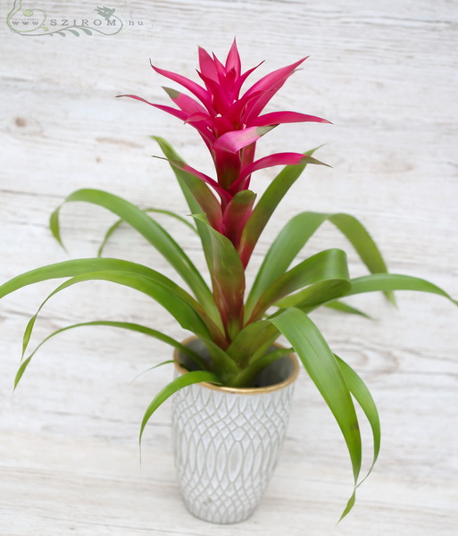 Blumenlieferung nach Budapest - Guzmania im Topf (58cm- drinnenpflanze)