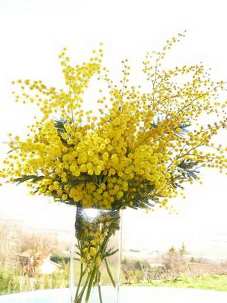 Blumenlieferung nach Budapest - Mimosen in Vase (5St)