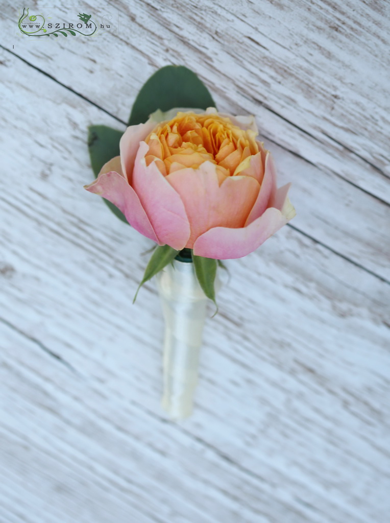 kitűző barack színű angol rózsából