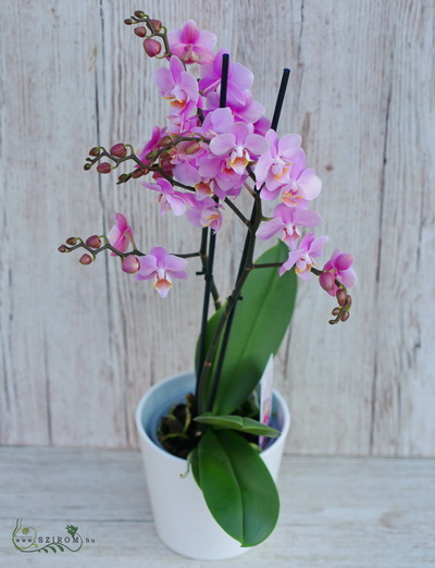 Blumenlieferung nach Budapest - Phalaenopsis multiflora Orchidee mit Blumentopf - Zimmerpflanze