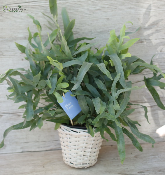 flower delivery Budapest - Phlebodium, blue fern in basket, 60cm - indoorplant