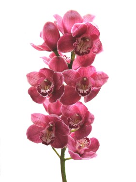 flower delivery Budapest - a stem of cymbidium orchid
