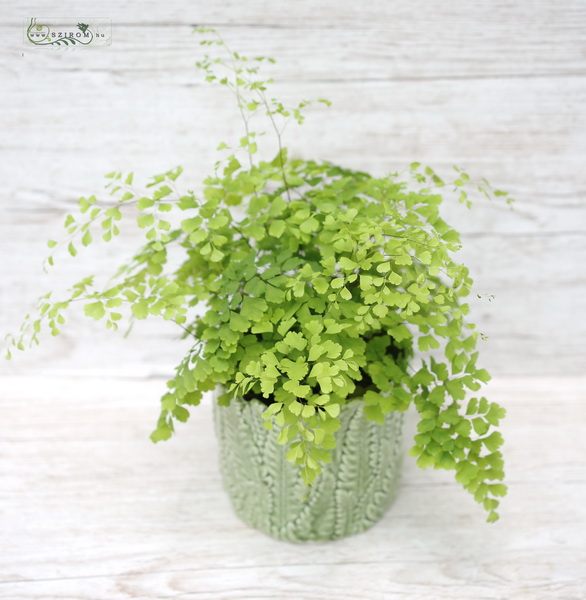 flower delivery Budapest - Adiantum Fragrans in pot