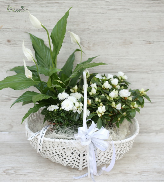 flower delivery Budapest - Flower plant basket white