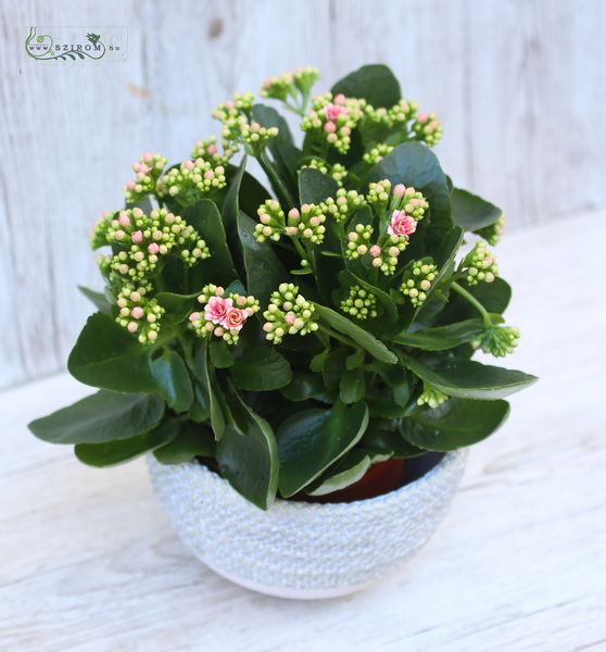 Blumenlieferung nach Budapest - grosse kalanchoe im Topf