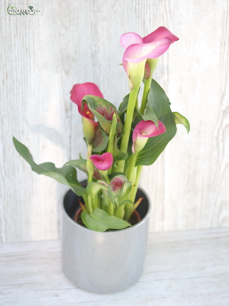 Blumenlieferung nach Budapest - Calla mit Topf (Zimmerpflanze)