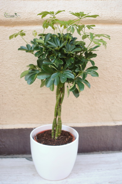 flower delivery Budapest - schefflera in pot 90cm