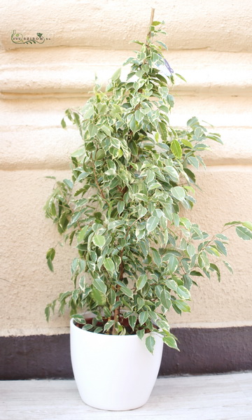 flower delivery Budapest - Ficus Benjamina in pot 140cm