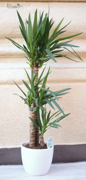 flower delivery Budapest - 3 stem yucca in pot 140cm