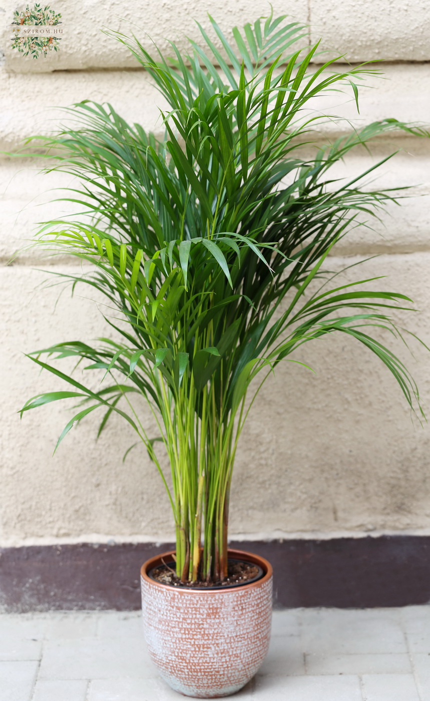 Blumenlieferung nach Budapest - Dypsis Lutescens 120cm mit exklusiv Topf