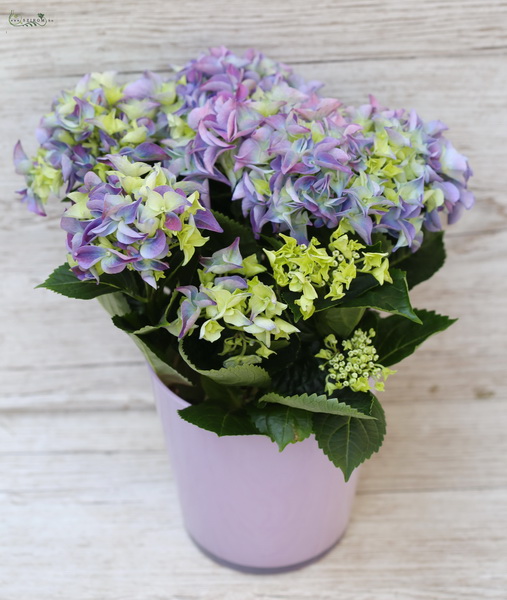 Blumenlieferung nach Budapest - Hortensie im Topf 35cm