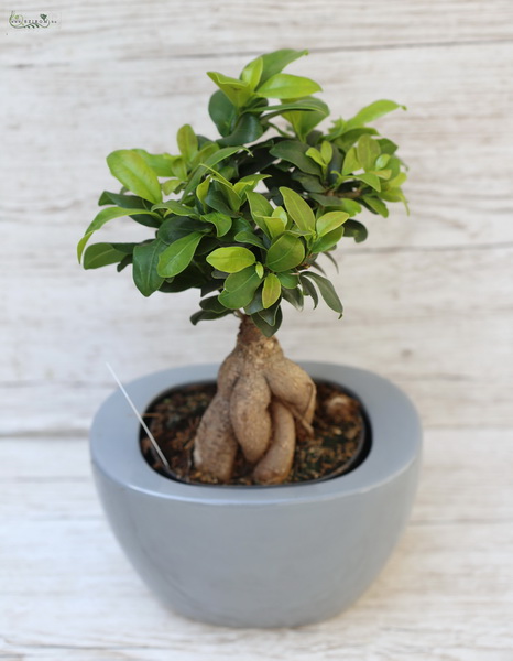 Virágküldés Budapest - Ficus microcarpa ginseng bonsai 