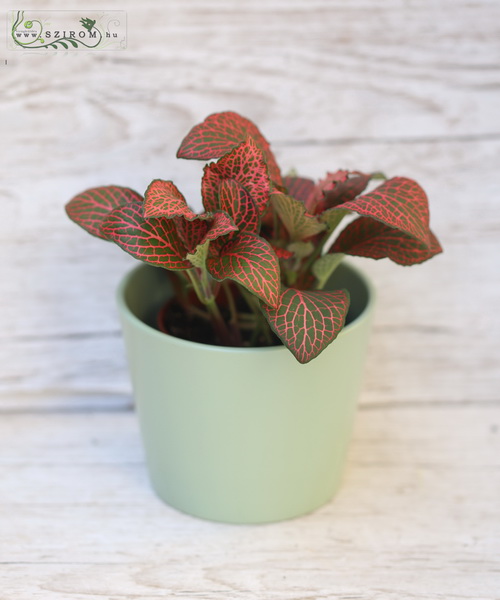 Virágküldés Budapest - Fittonia 15cm