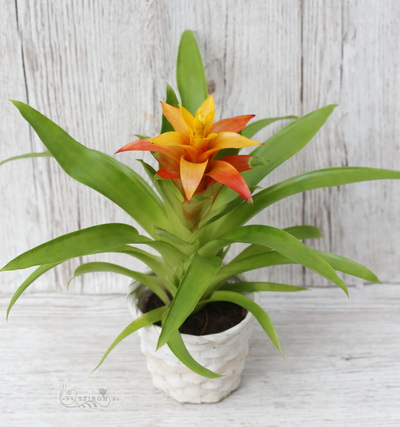 Blumenlieferung nach Budapest - Orange Guzmania mit Topf (30cm)