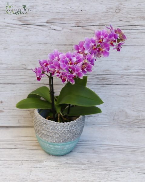 flower delivery Budapest - Multiflora mini orchid in pot