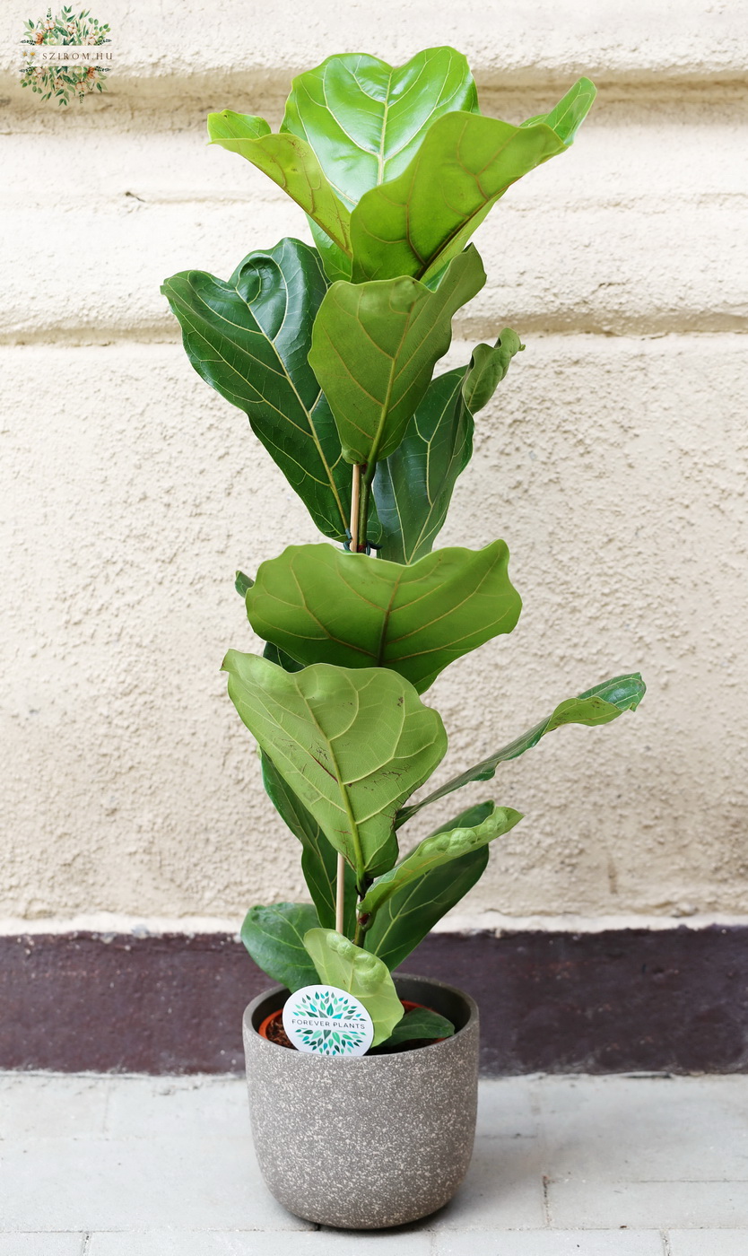 Blumenlieferung nach Budapest - Ficus lyrata im Topf, 100cm