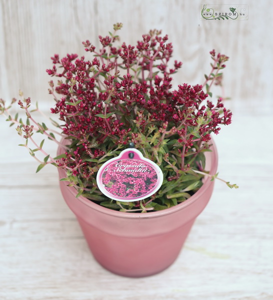 Blumenlieferung nach Budapest - Crassula schmidtii im Topf