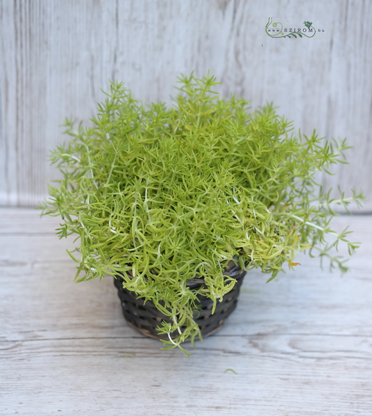 Blumenlieferung nach Budapest - Sedum yellow star im Korb (Garten Pflanze)