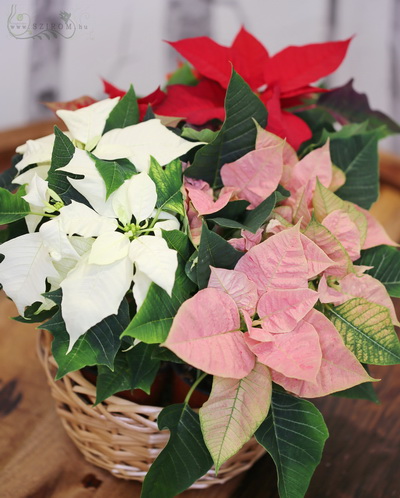 flower delivery Budapest - Poinsettia mix (3pcs) in basket