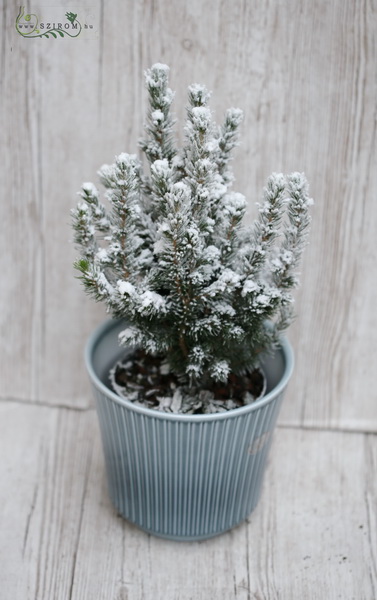 flower delivery Budapest - Snowy pine in pot