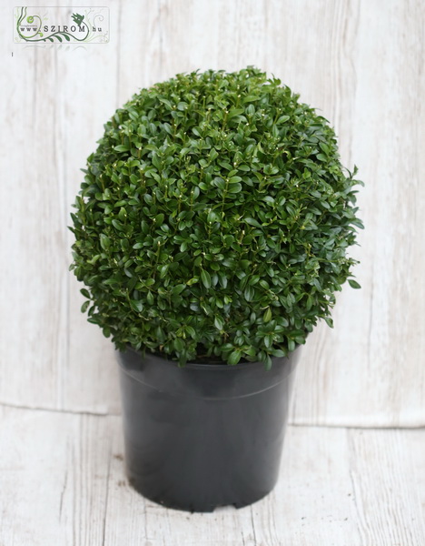 flower delivery Budapest - Buxus ball (outdoor)