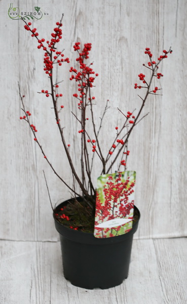 Blumenlieferung nach Budapest - Ilex Busch (im Garten)