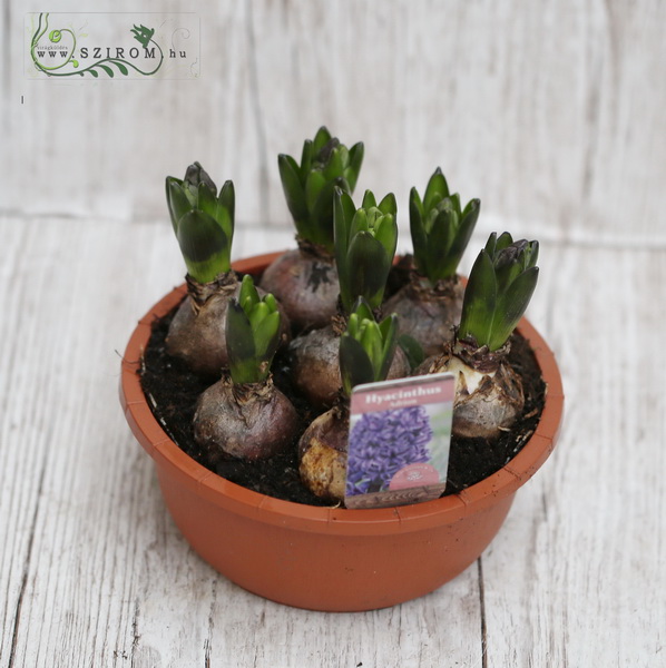 flower delivery Budapest - Hyacinth pot with 5 plant