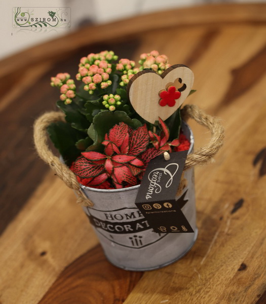 flower delivery Budapest - Plant arrangement with calanchoe, fittonia, and a wooden heart